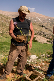Al-Arz;Iris;Iris-Cedreti;Kaleidos;Kaleidos-images;Lebanon;Middle-East;Near-East;Tarek-Charara;Youssef-Tawk;Flowers;Endemic;Endemic-species;Critically-endangered;Critically-endangered-species